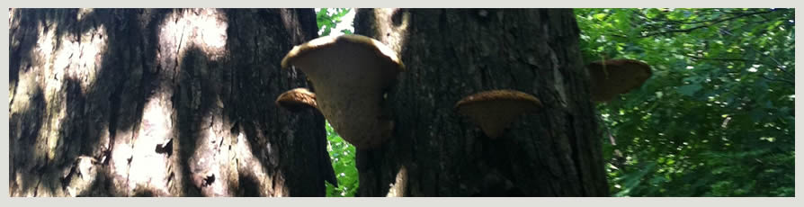 image of mushrooms growing on a tree