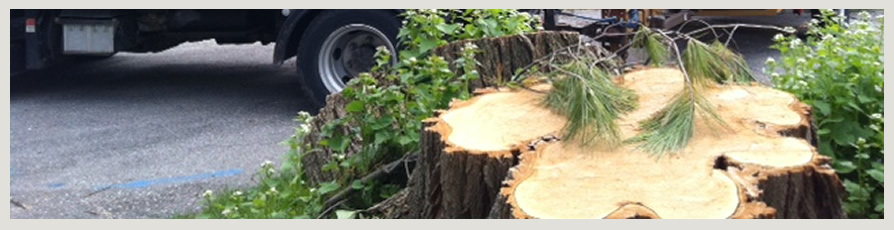 image of a large tree stump