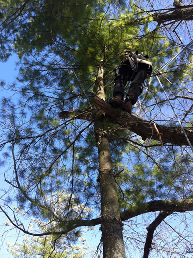 image of a man in a tree