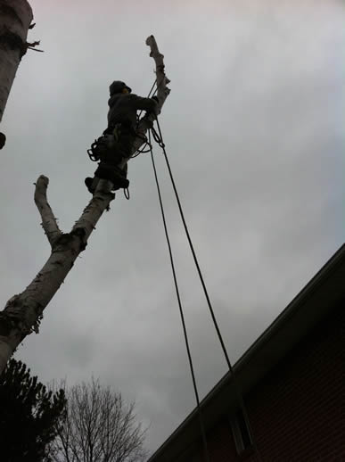 image of the ETC climber in a Birch tree