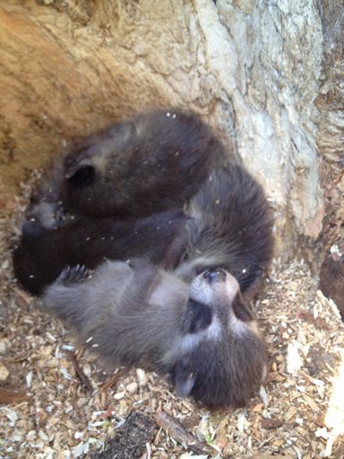 image of baby raccoons sleeping in a tree