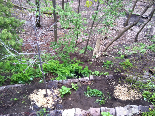 Image of a new planting on a ravine bed