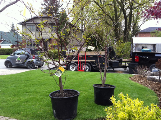 Image of two young trees to be planted