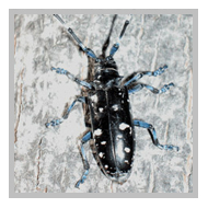 image of an Asian Long-Horned beetle