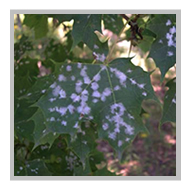 image of powdery white spots on a maple leaf