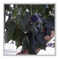 image of black spots on a maple leaf
