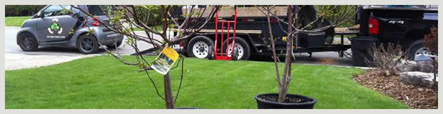 Image of 2 young trees about to be planted